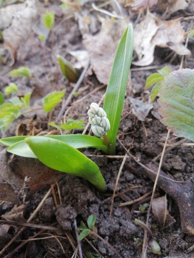 Puschkinia scilloides 11