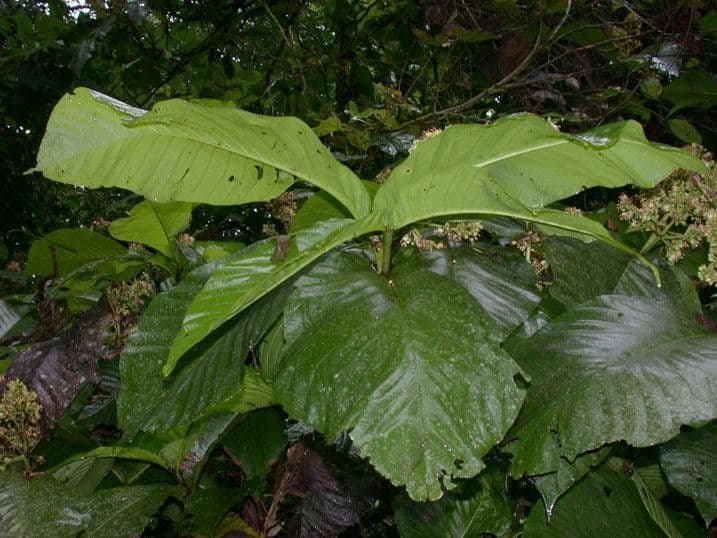 Simira 11