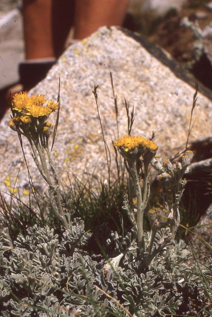 Senecio leucofillo 8