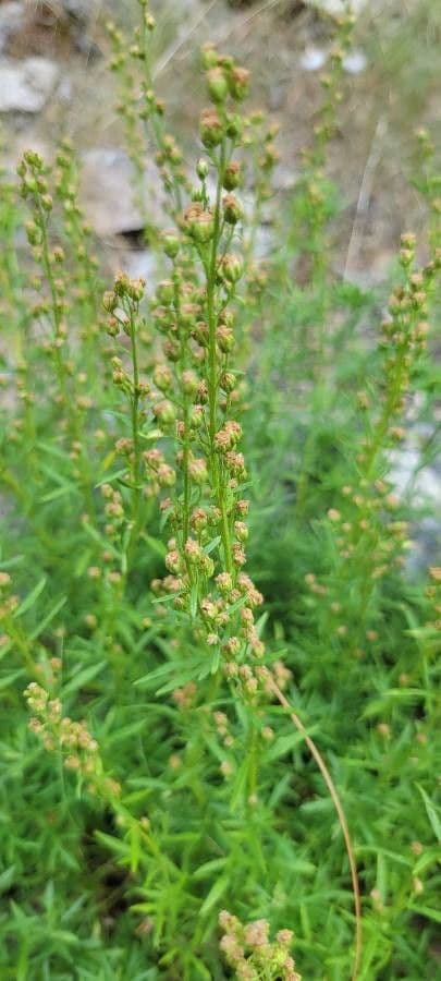 Artemisia