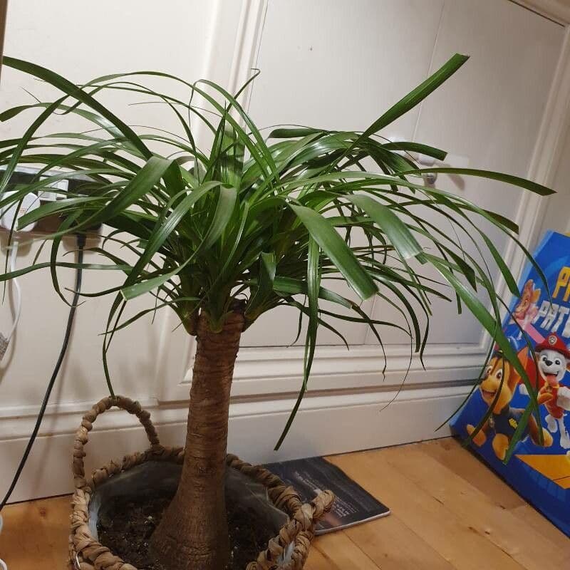 Schmalblättriger Drachenbaum 10
