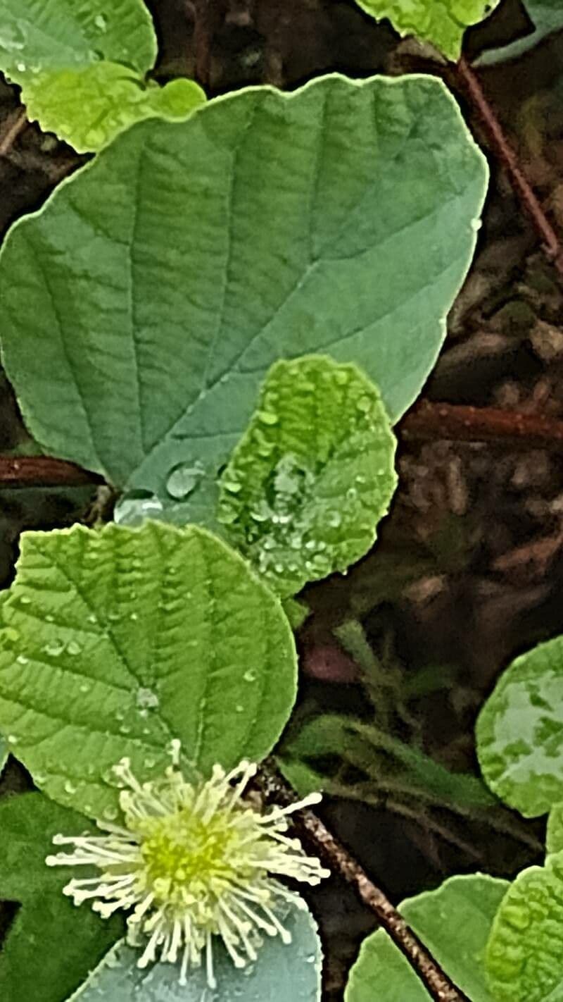 Fothergilla di Garden 18
