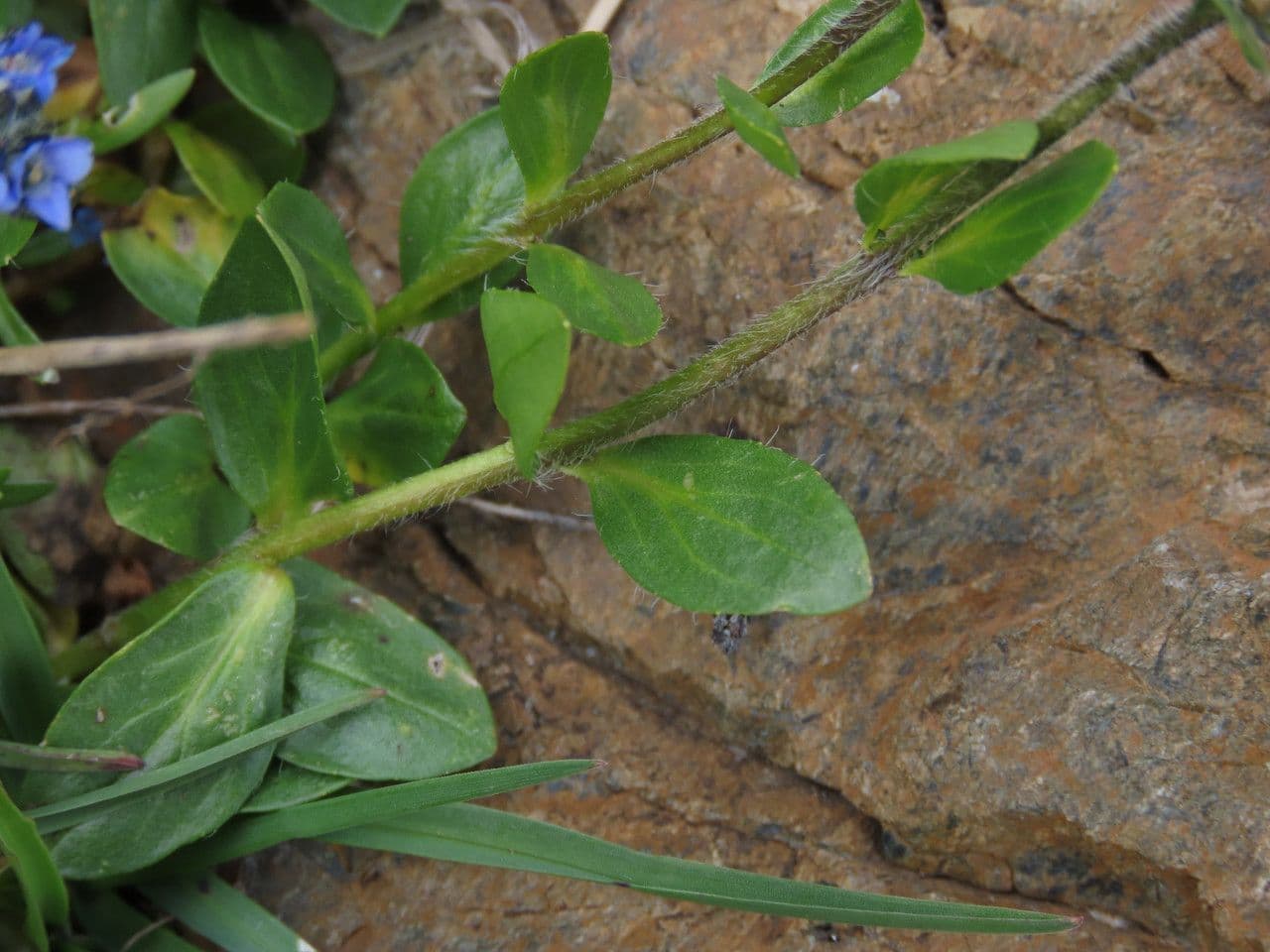 Veronica alpina 19