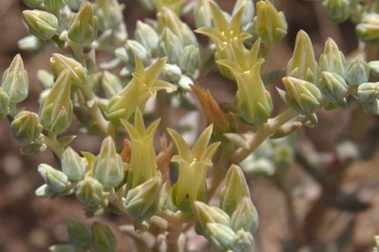 Dudleya 5