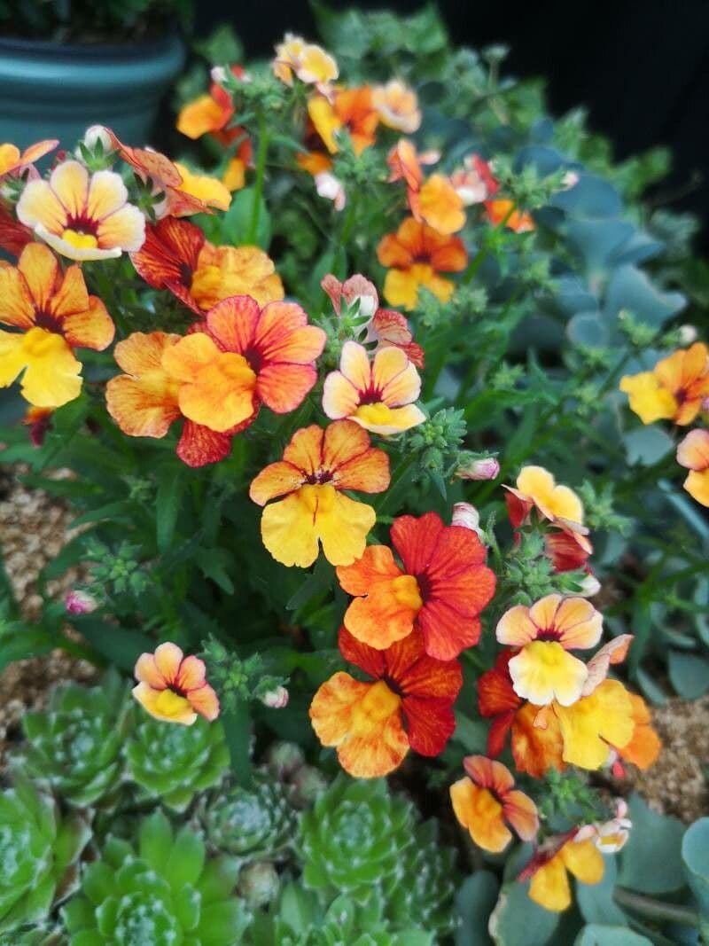 Nemesia 4
