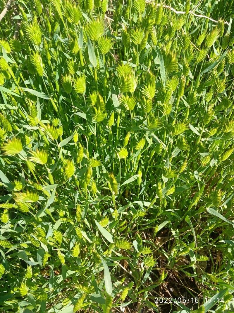 Grano farro 6
