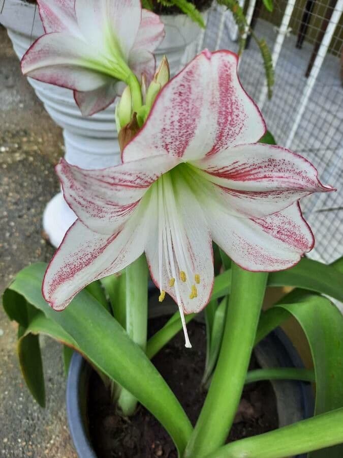 Amarilis 2