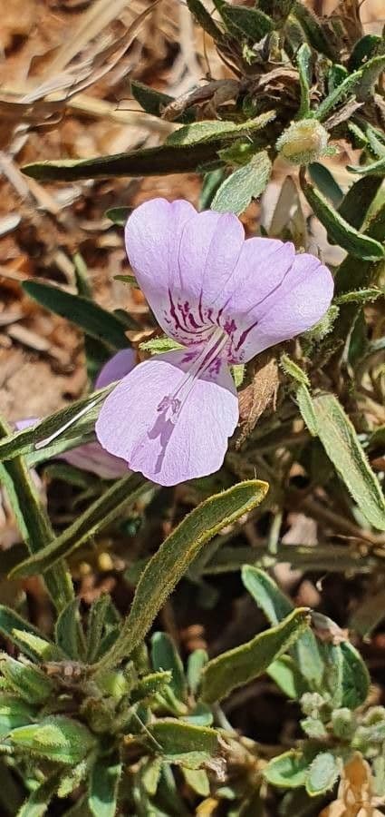 Barleria argentea 2