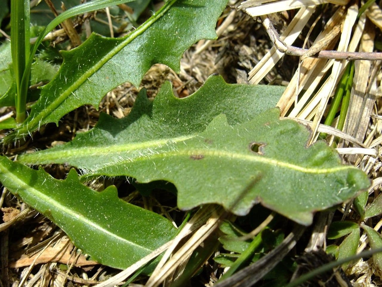 Hypochaeris uniflora 20