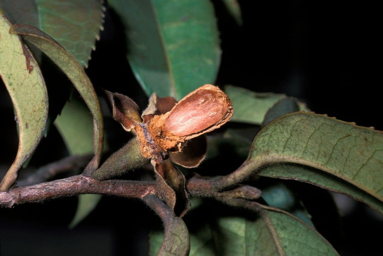 Pyrenaria
