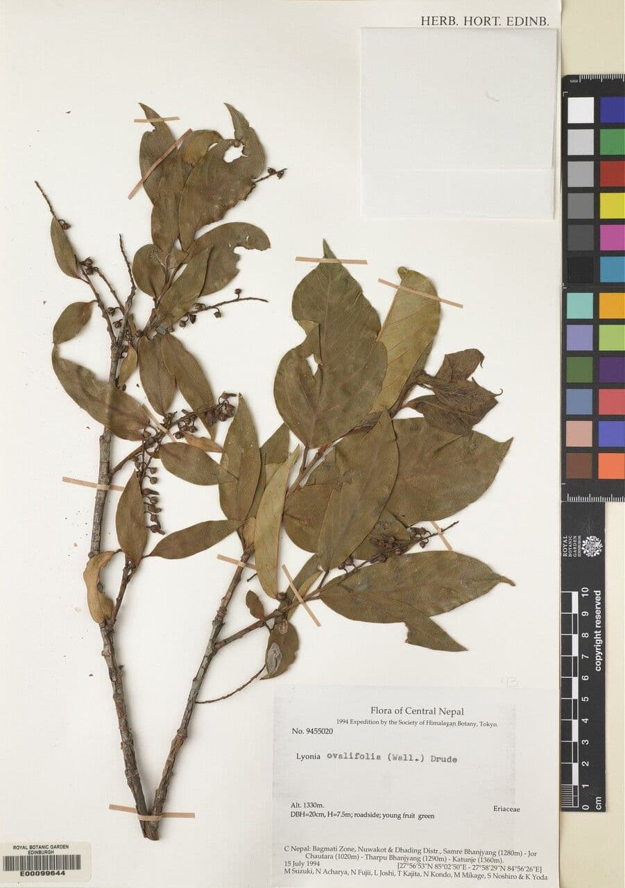 Lyonia 10