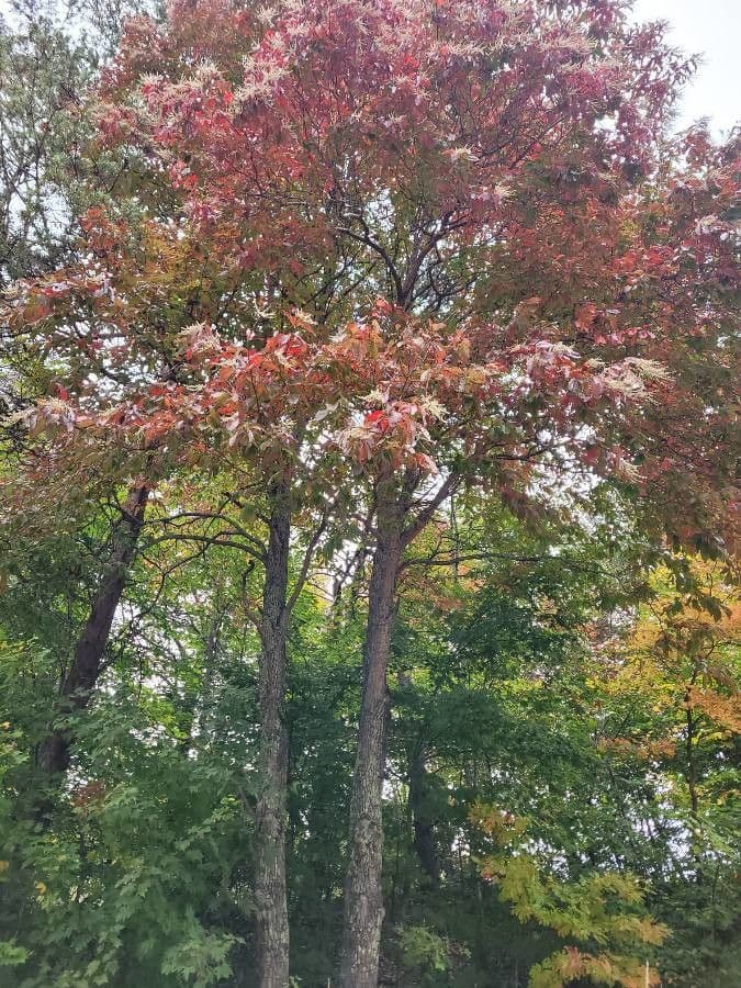 Oxydendrum 14