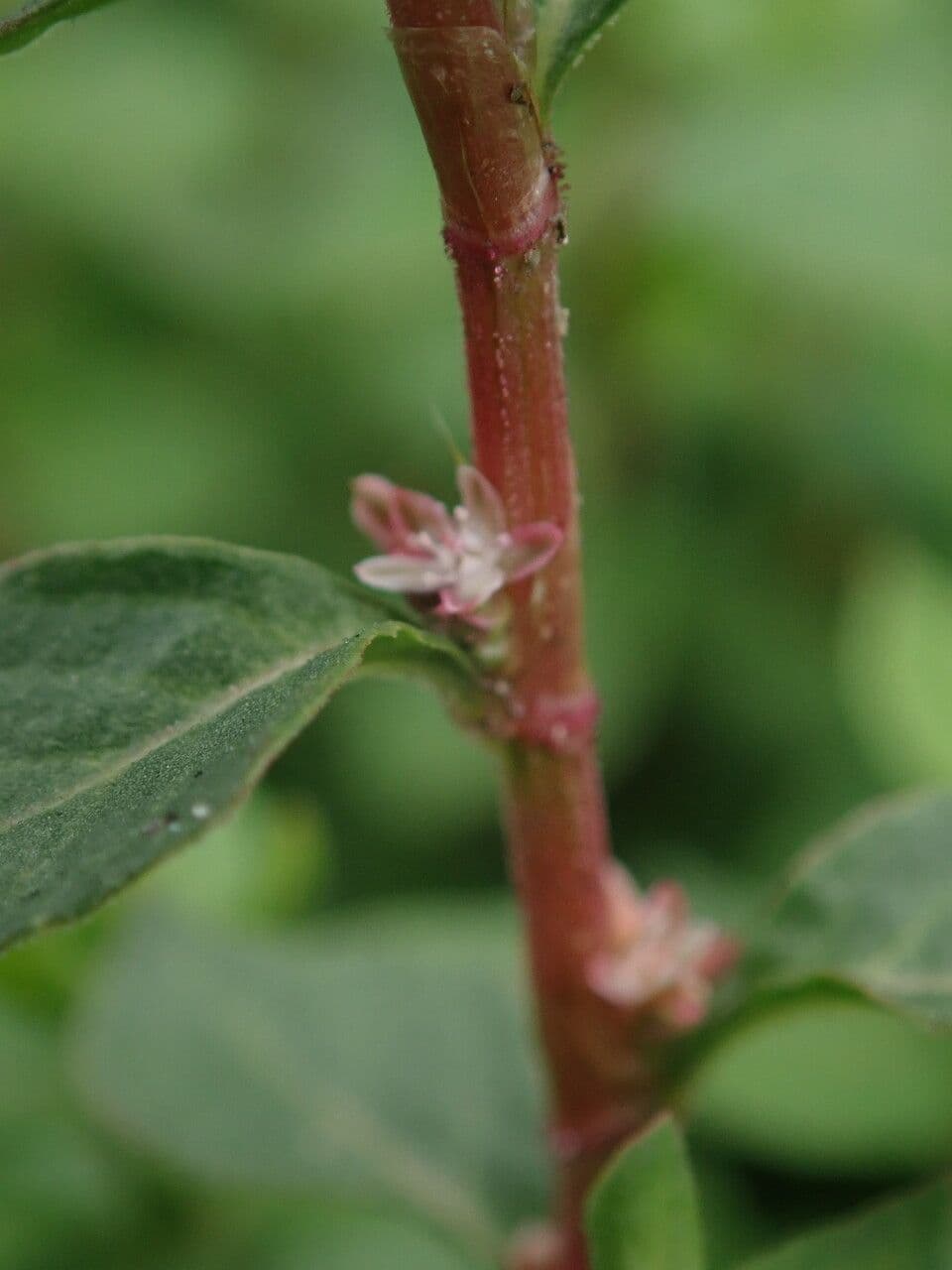 Poligono 5