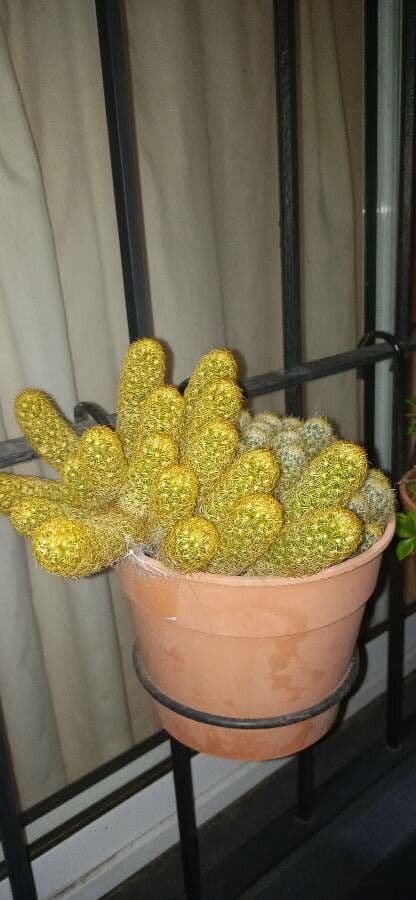 Cactus stella dorata 24