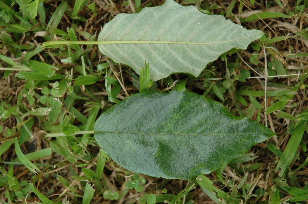 Alphitonia 5