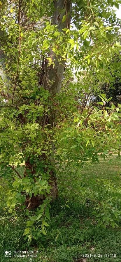 Eucalyptus 4