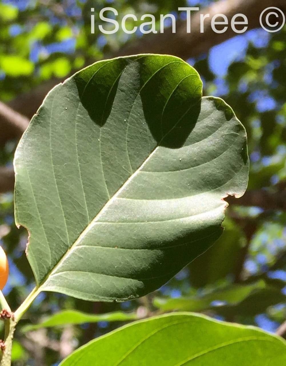 Berchemia discolor 9