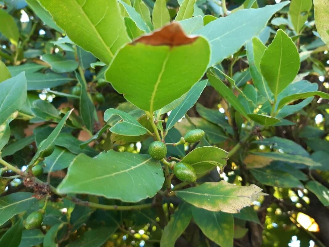 Azorischer Lorbeer