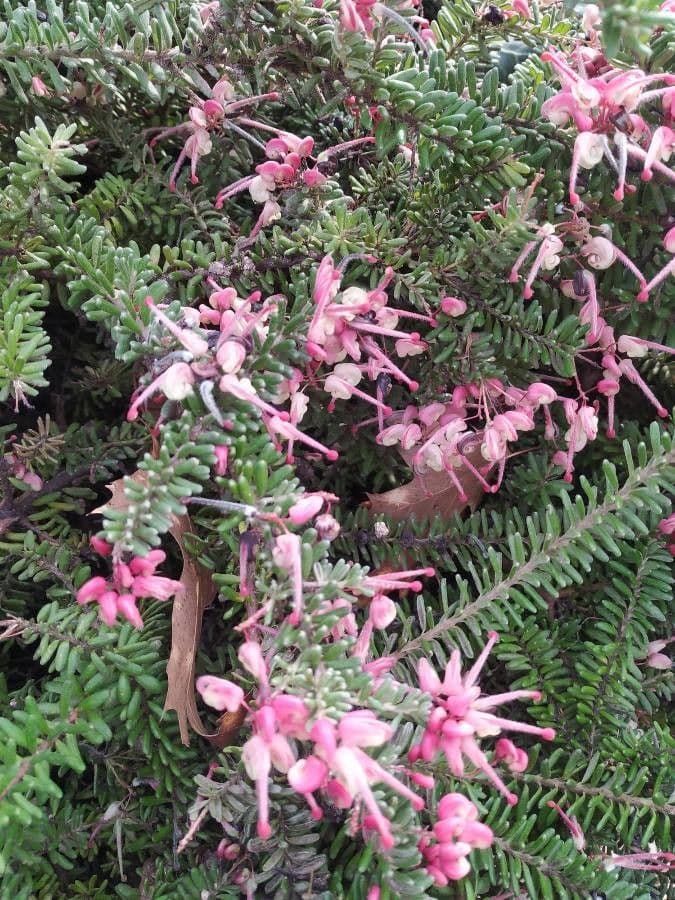 Grevillea lanosa 4