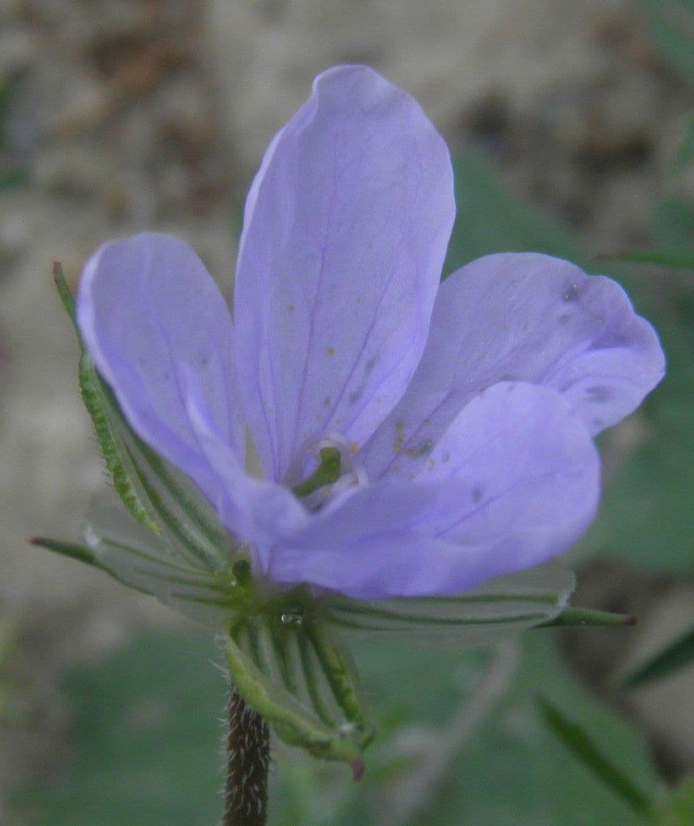 Kranichschnabel 8