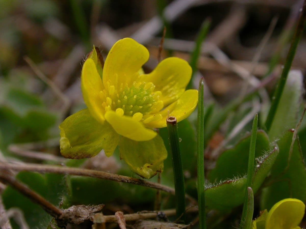 Ranunculus pulchellus