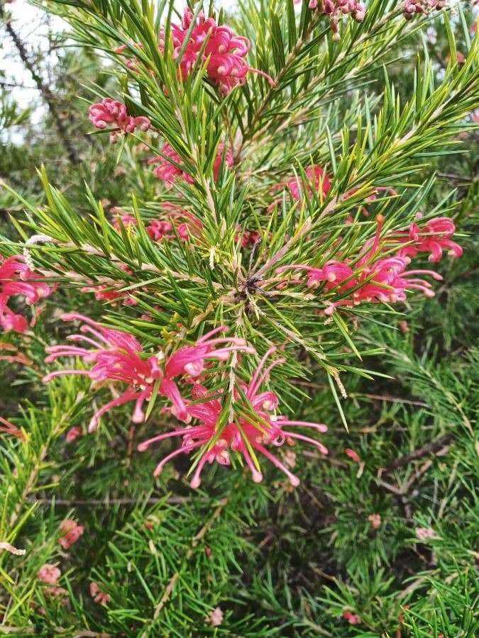 Rosmarinblättrige Grevillea 18