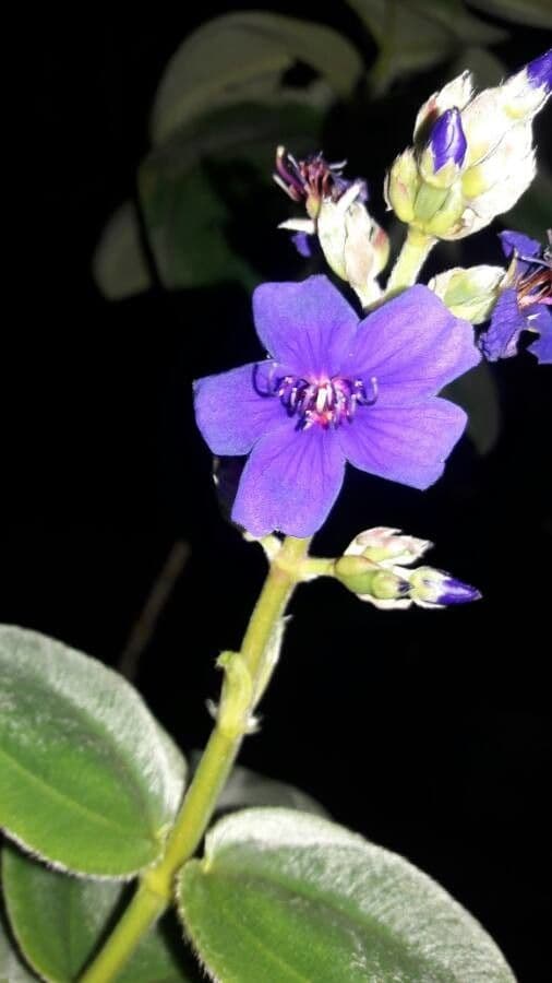 Flor de princesa 8
