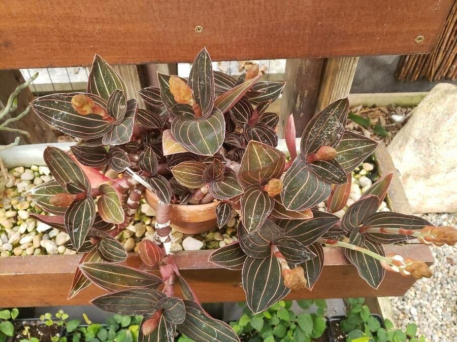 Schmuckorchidee 9