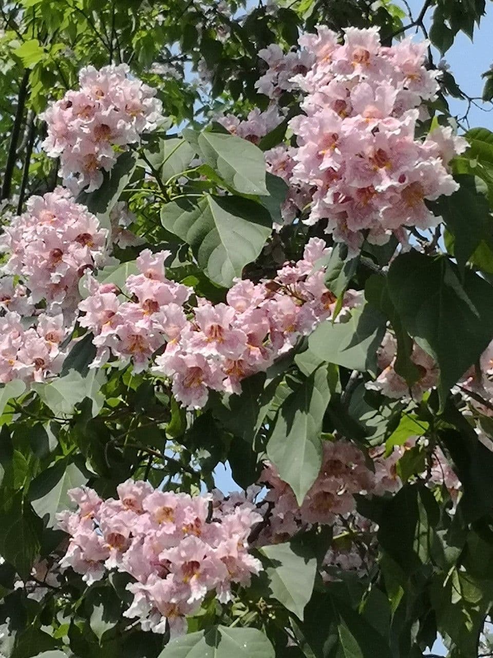 Catalpa di Bunge 19