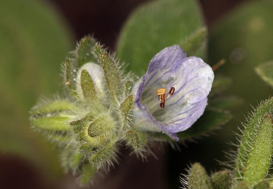 Phacelia 4