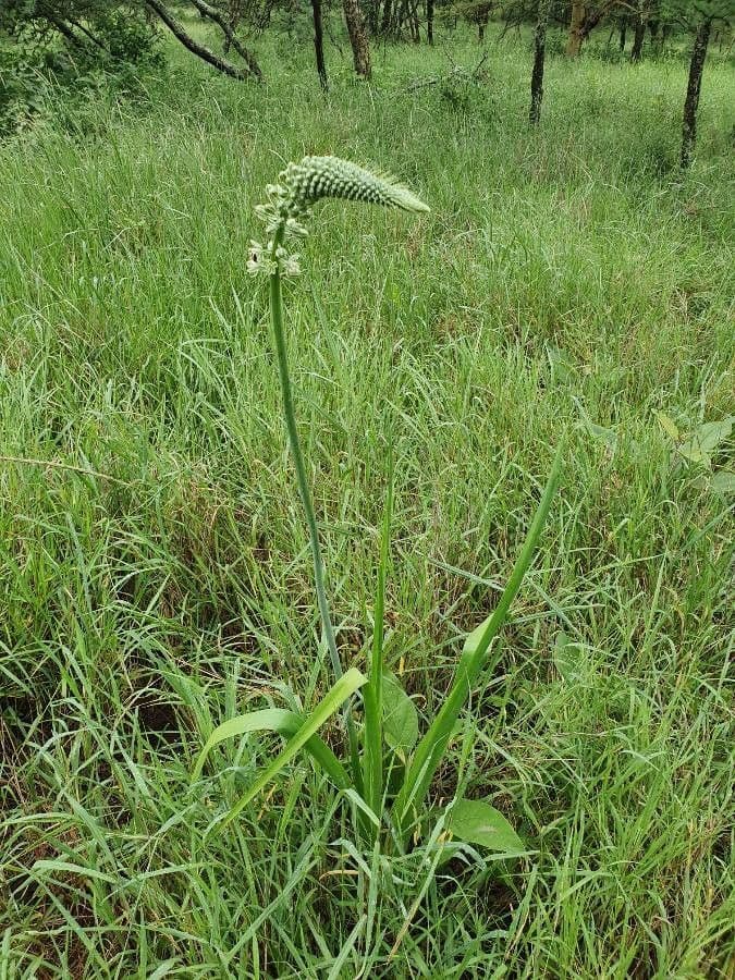 Albuca 7