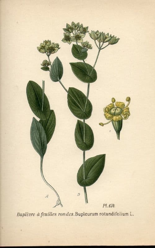 Bupleurum rotundifolium 22