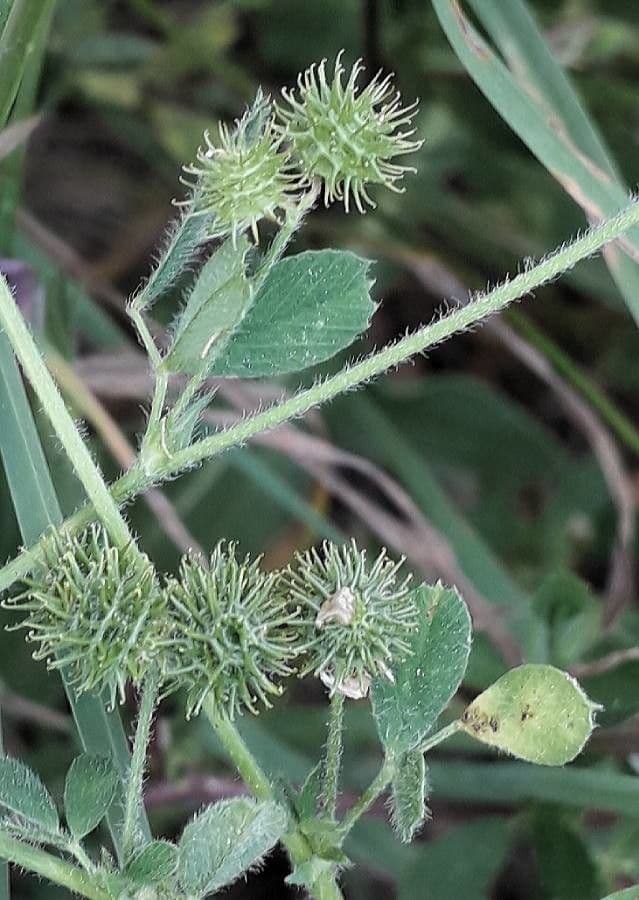 Erba medica minima 5