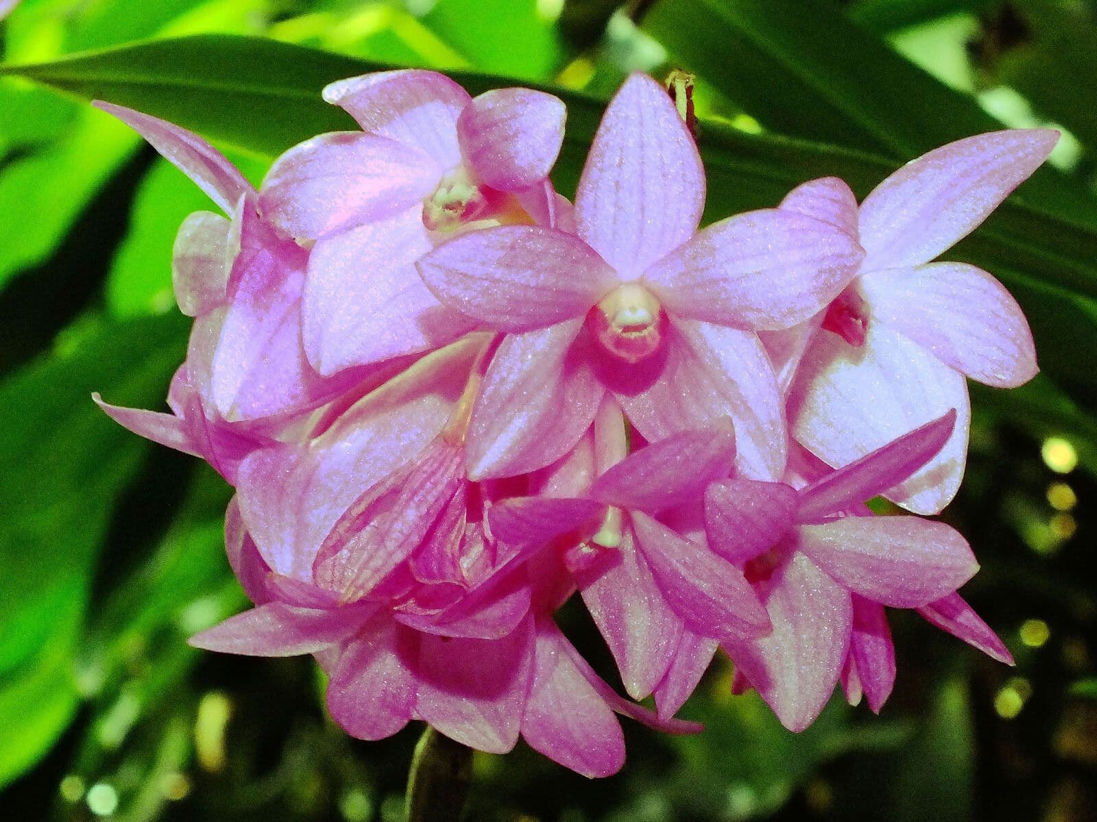 Dendrobium bigibbum 3