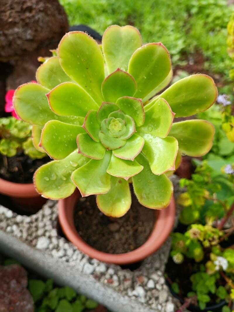  Aeonium canariense 11