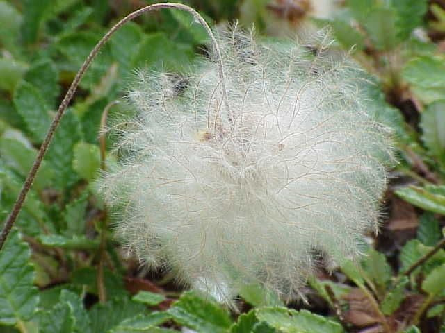 Gelbe Gletschermilch 2
