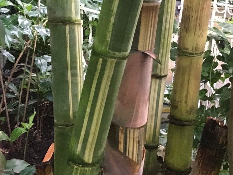 Gigantochloa