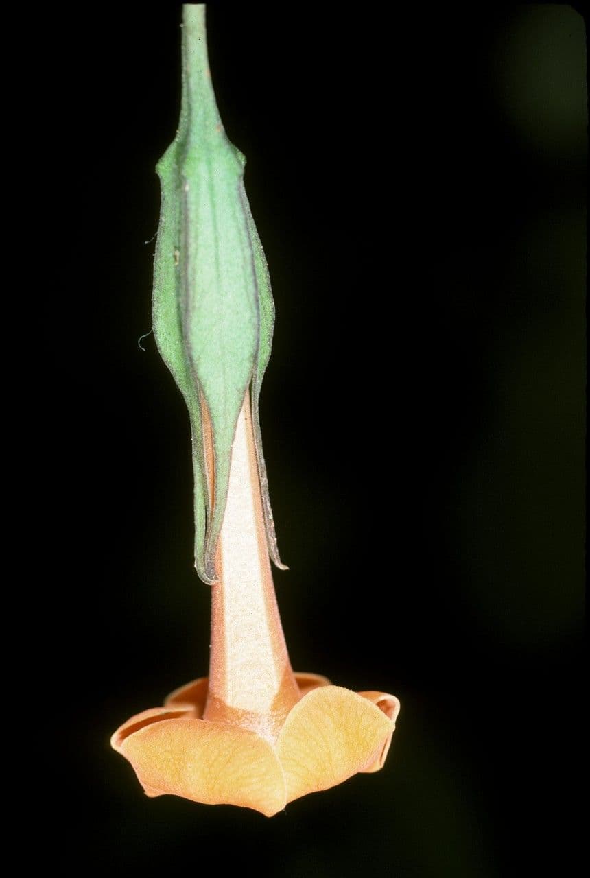 Markea 5