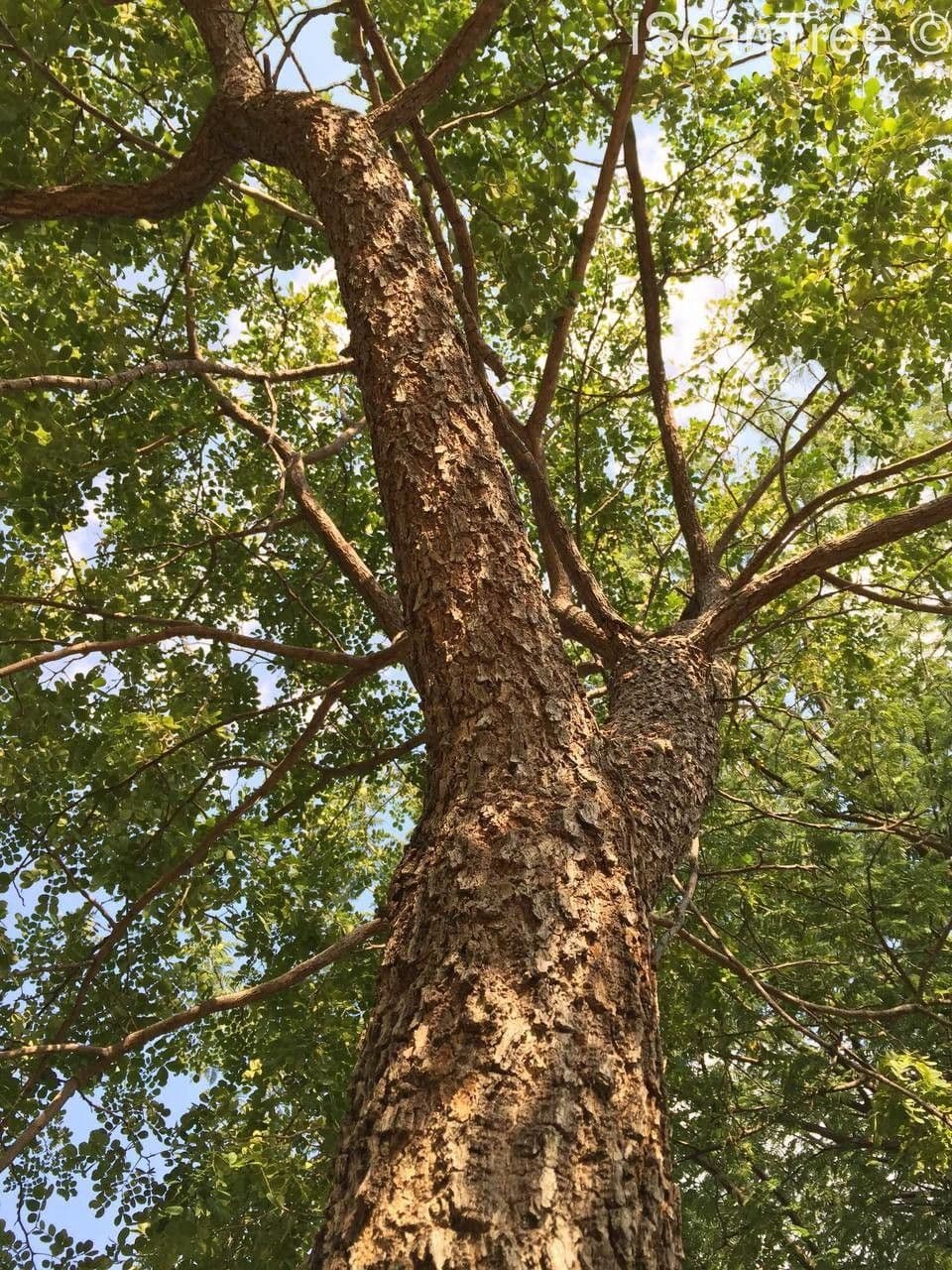 Albizia 9