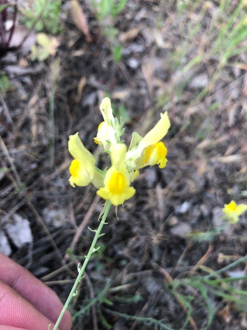 Linaria 4