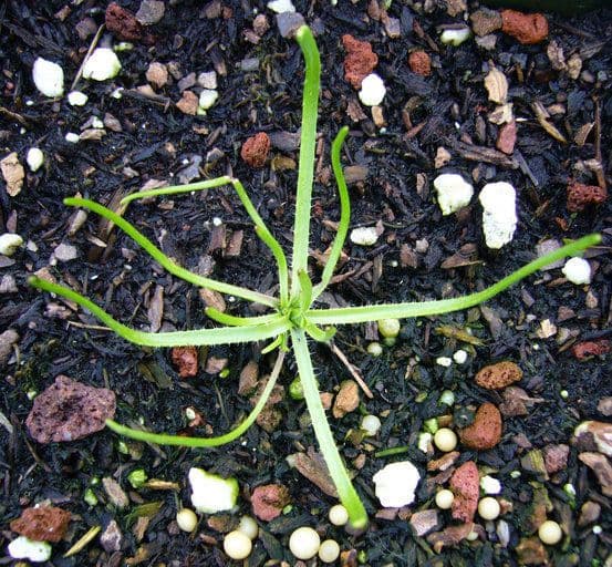 Lasthenia californica 16