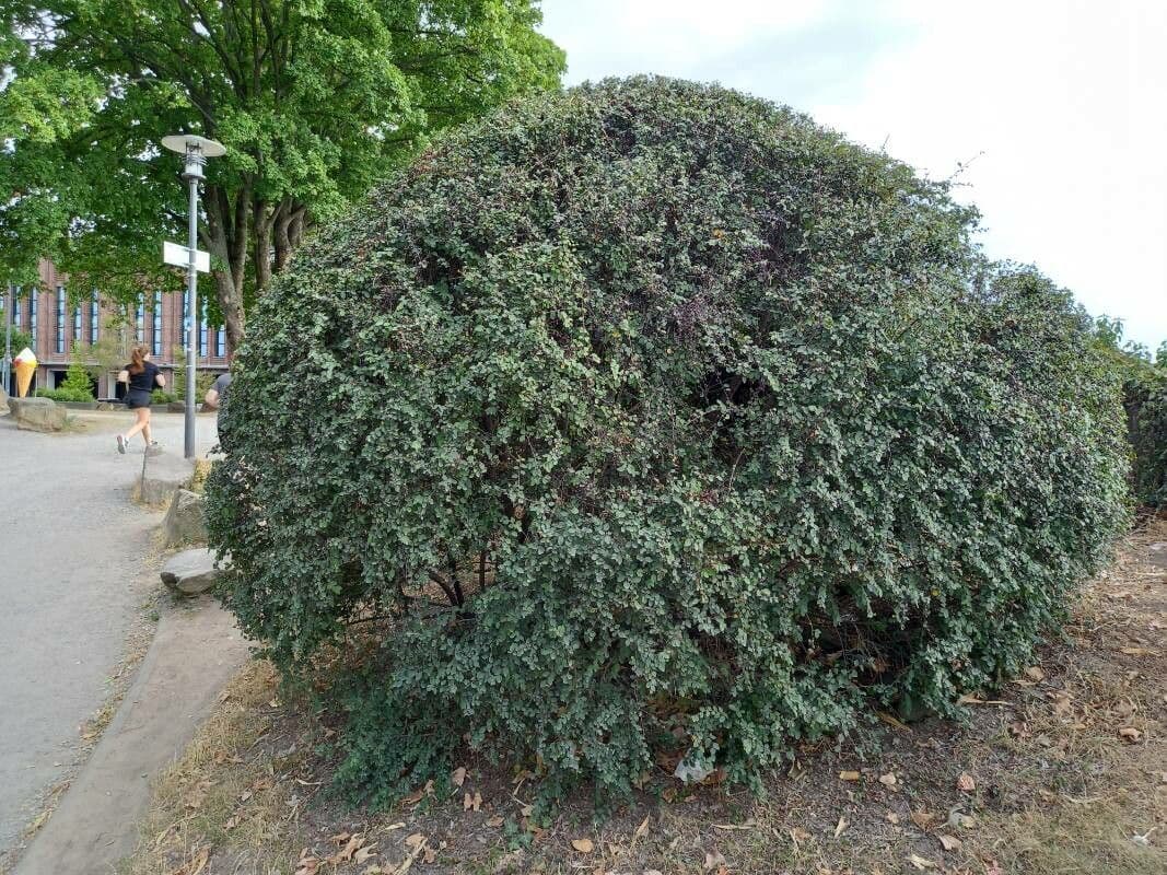 Cotoneaster di Pechino 6