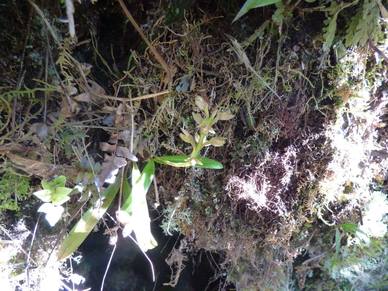 Bulbophyllum 13