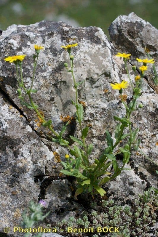 Senecio 9