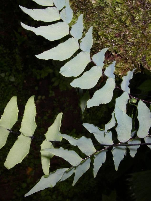 Adiantum