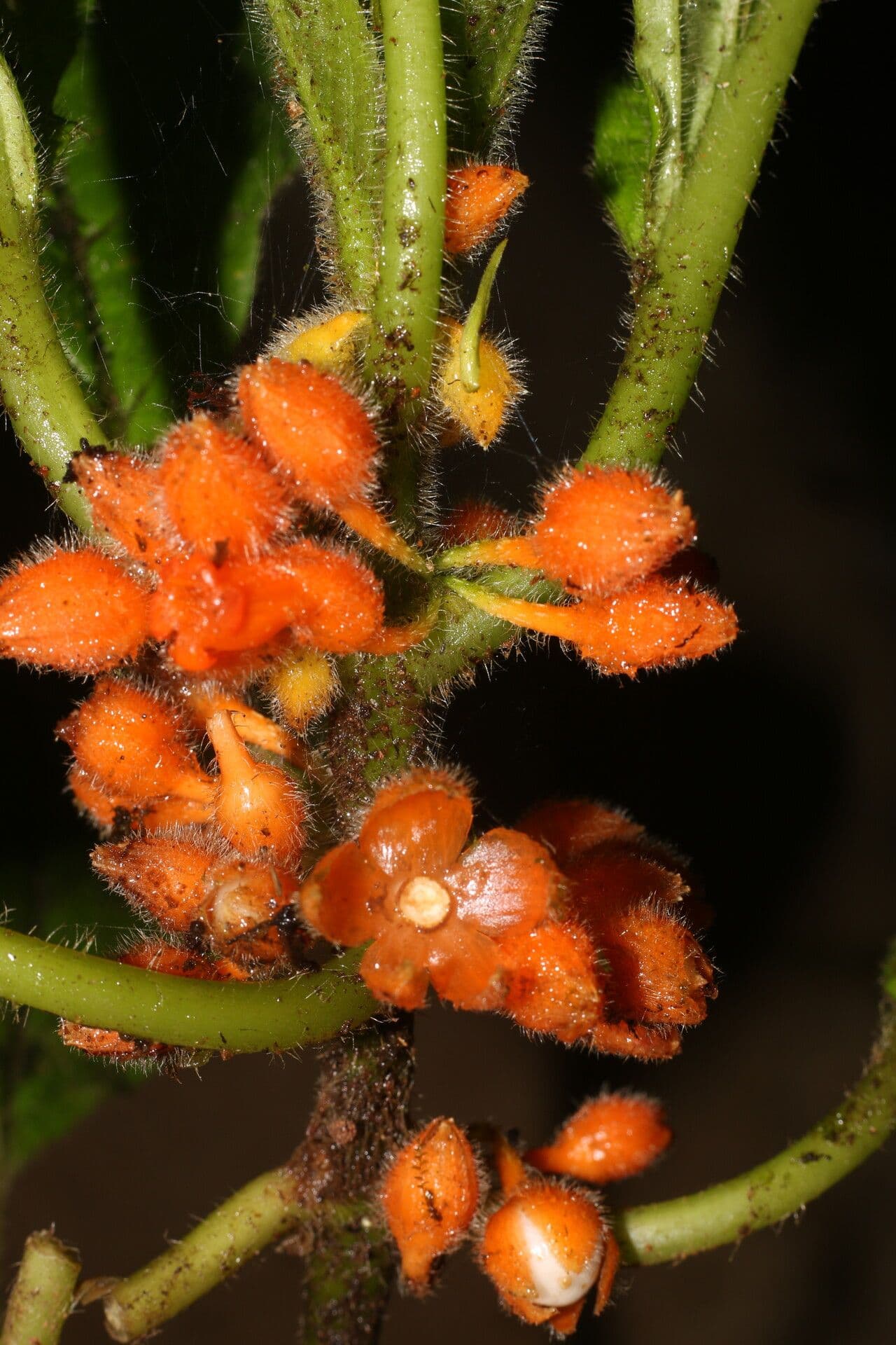 Besleria