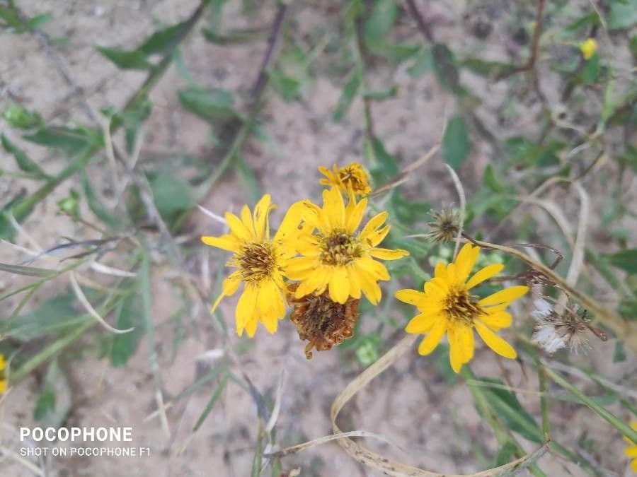 Heterotheca subaxillaris 4