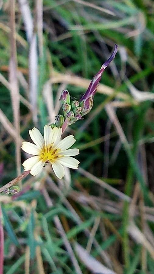Lactuca saligna 10