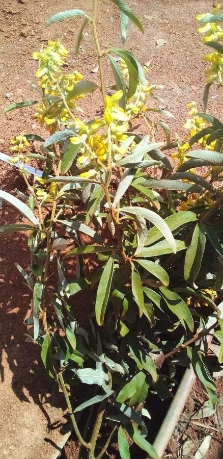 Acridocarpus 3