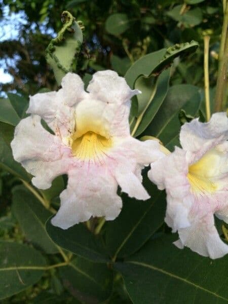 Roble blanco 8